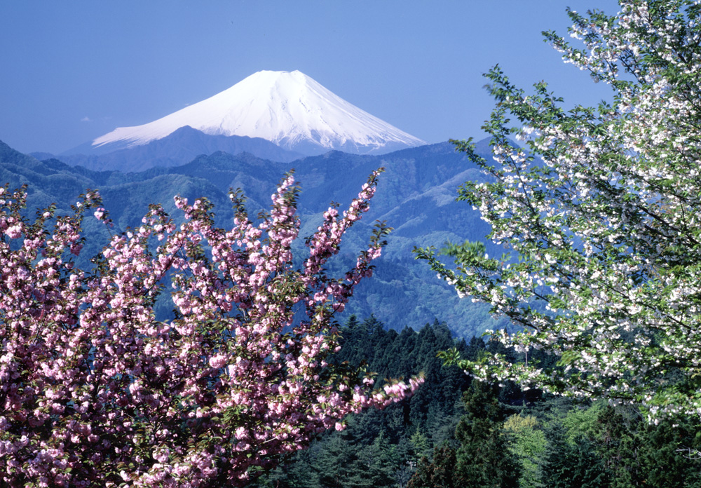 桜の植樹会で、桜の苗を植えてみませんか？