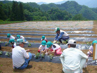 イベント - サツマイモの苗植え 5月