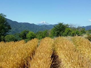 イベント - 小麦「エコ美人」の収穫 6月