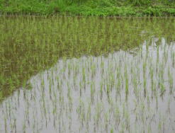 大月短期大学「地域実習」　田植え