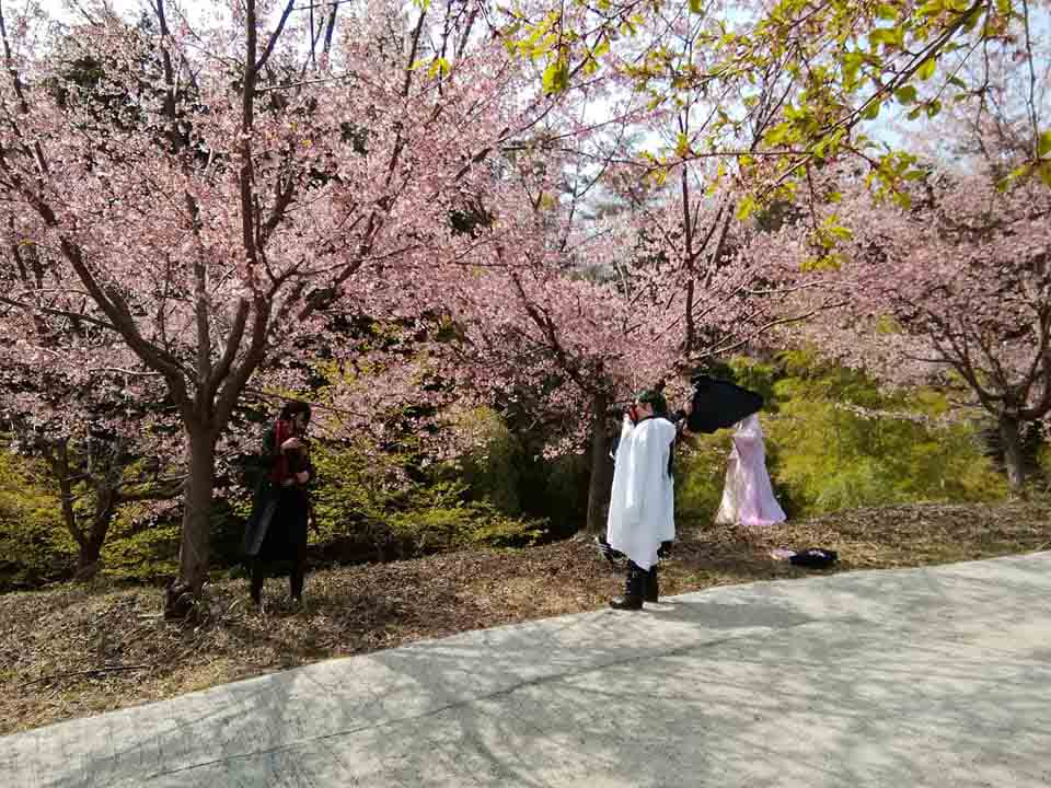 【さくら祭り】