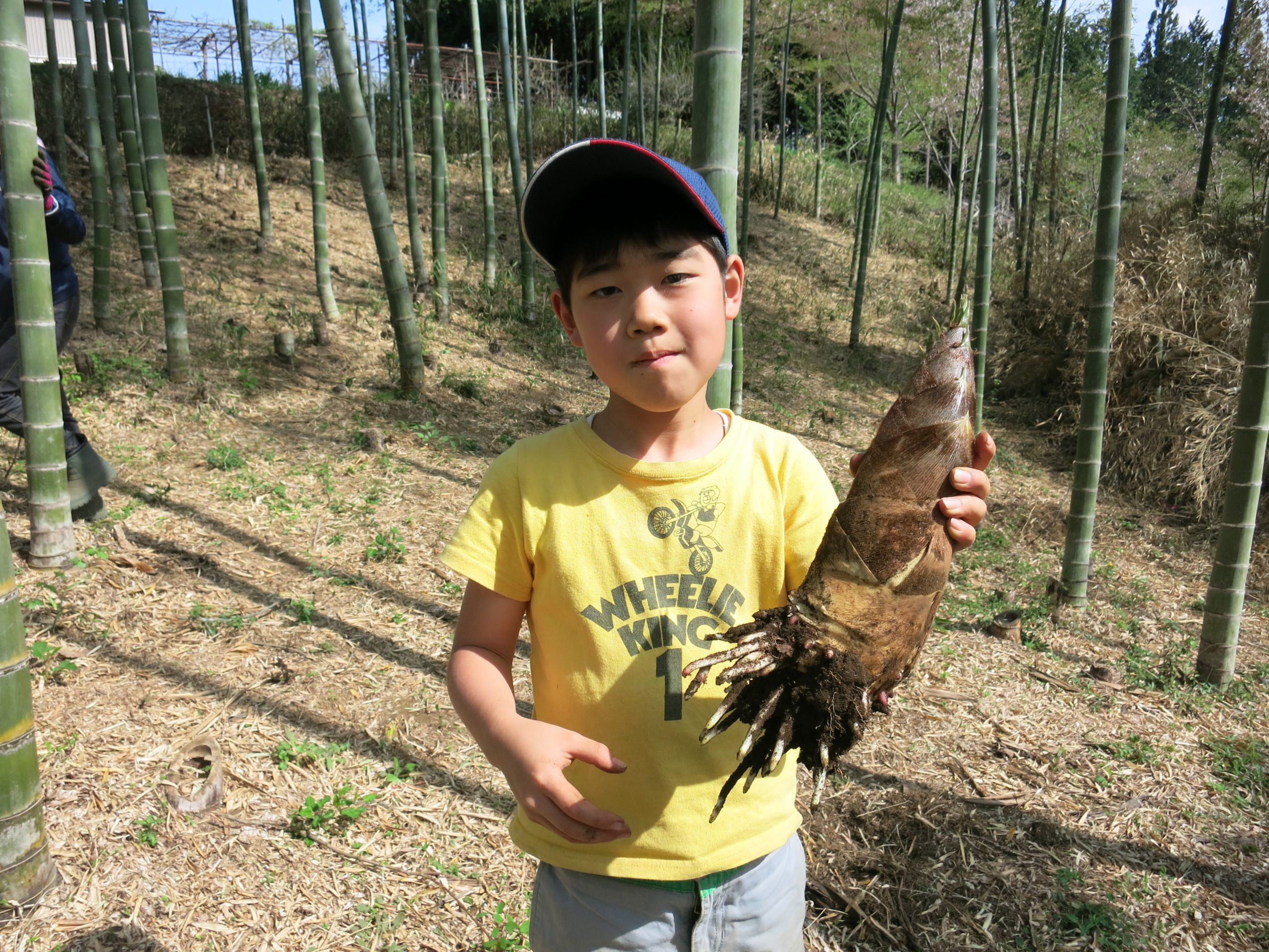 筍掘り体験の募集を開始！