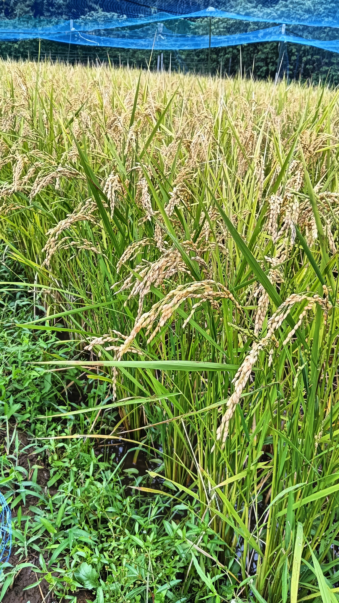 稲刈り体験しませんか？【棚田復活プロジェクト】